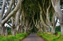 Dark hedges Street